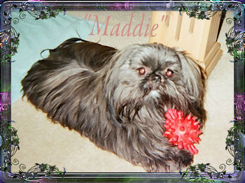 Maddox is a beautiful 6 pound imperial male that lives in Las Vegas with his mom & dad